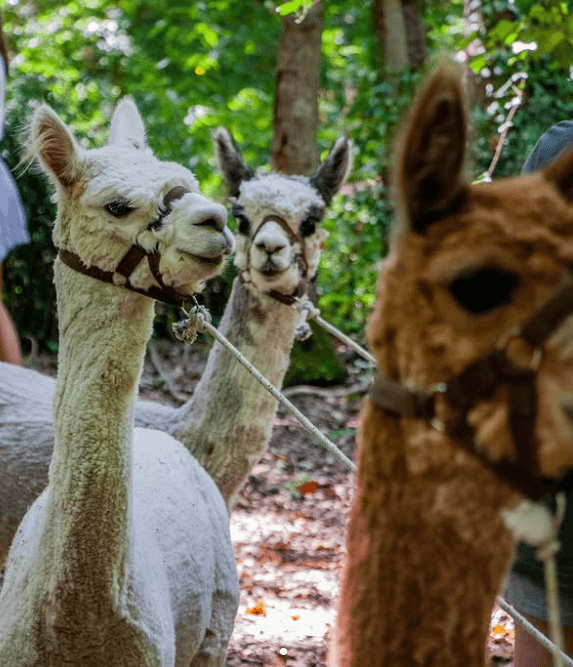 Trekking con gli Alpaca nel Bosco di San Francesco e Laboratorio a Scelta